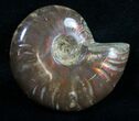 Flashy Red Iridescent Ammonite - Wide #9816-1